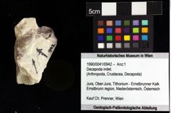 Foto (Objket + Etiketten) von Decapoda indet. 